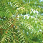 benefits of neem tree