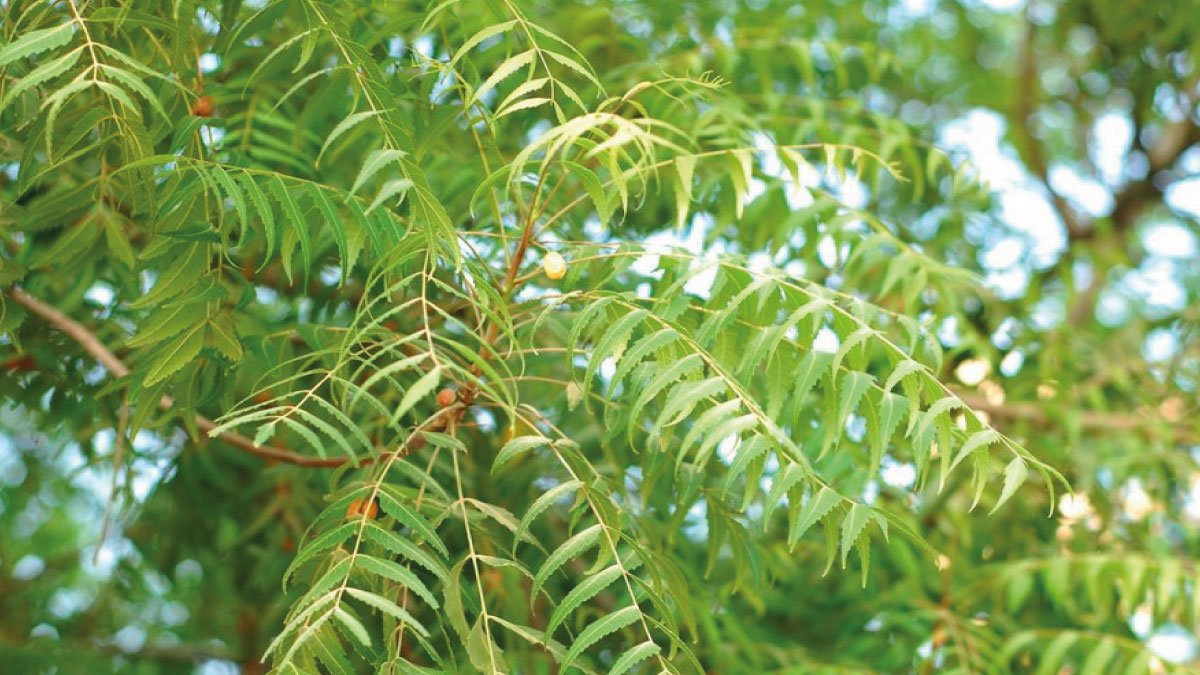 benefits of neem tree