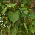 peepal tree