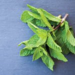 mint leaves