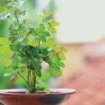 benefits-of-basil-plant