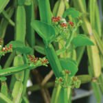 hadjod-plant