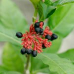 benefits-of-indian-snakeroot